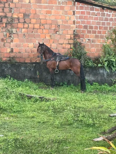 2 cavalos mangalarga pra vender hoje!!
