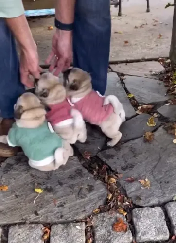 Pequeno no tamanho e gigante no amor: o Pug conquista qualquer coração. 