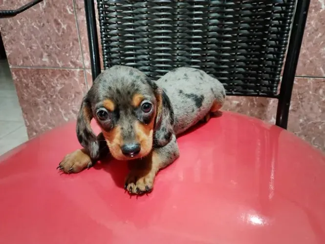 Lindo Filhote Macho de Dachshund Arlequim