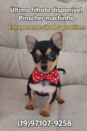 Pinscher machinho