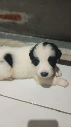 Cachorro