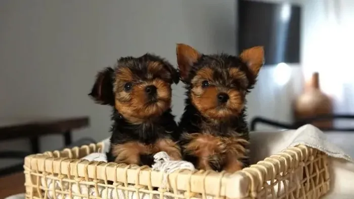 Yorkshire Mais que um pet: um membro da família