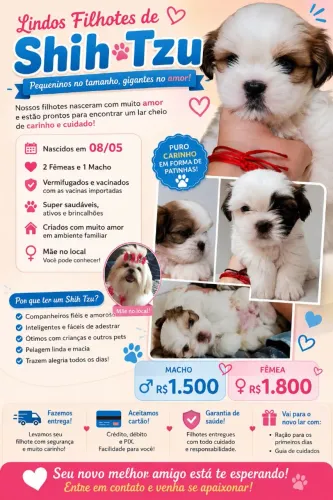 FILHOTES DE SHIH TZU