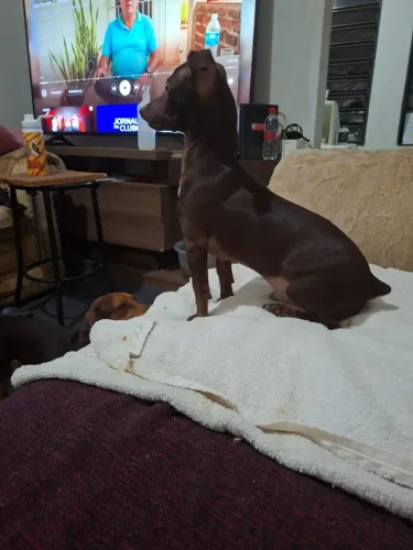 Pinscher macho