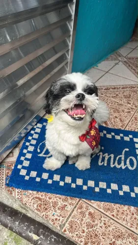Shih Tzu macho para cruzar
