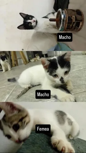 Pet 