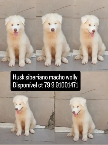 Husky siberiano macho wolly