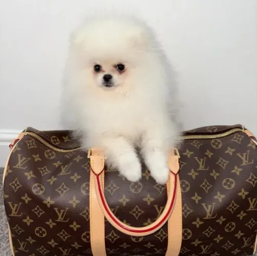 Cachorro Lulu da Pomerania perfeito para casal apaixonado