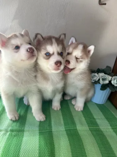 Filhote raça pura Husky