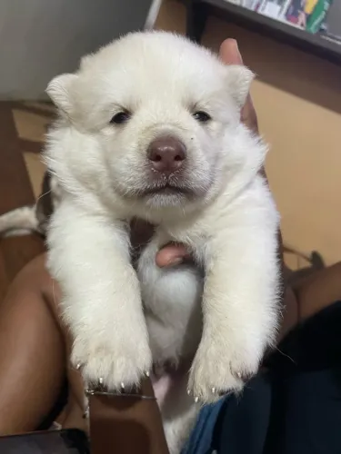 Filhotes husky siberiano