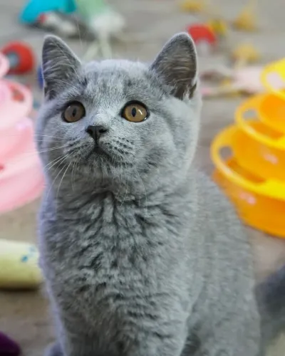 Gatos British Filhotes disponíveis. Vacinados. Pedigreem. Número na descrição