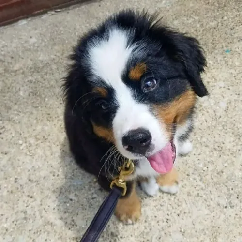 Filhotes de Bernese | Beleza em quatro patas!
