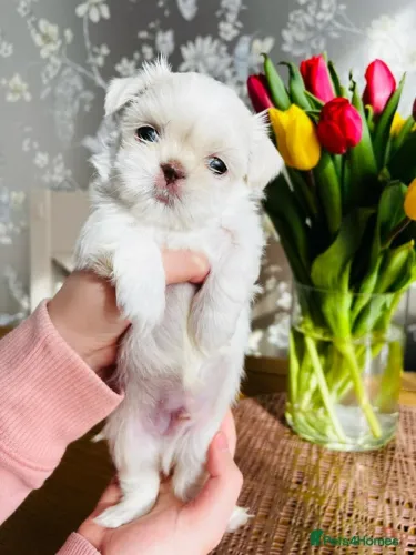 Cachorro filhote shih tzu/shitzu saudável dócil com contrato de saúde