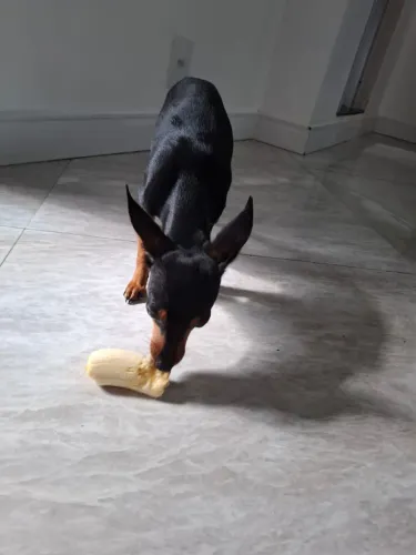 Pinscher fêmea n°1