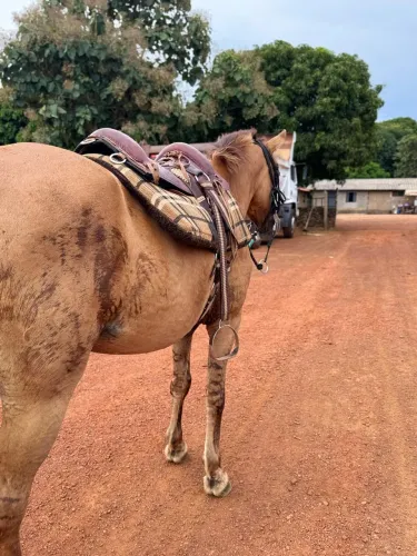 VENDO EGUA NO PRECINHO!