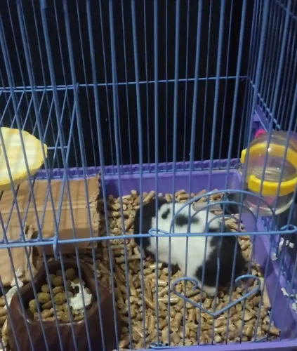 Hamster panda gaiola tudo 