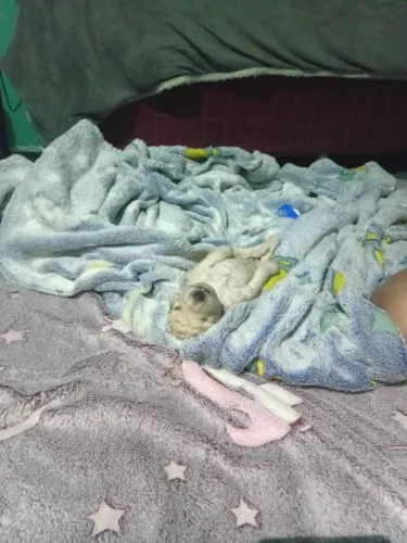 Vendo Lindos Filhotes de Poodle irão Fazer um mes
