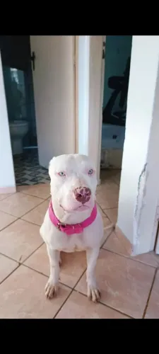 Doação de Pitbull fêmea