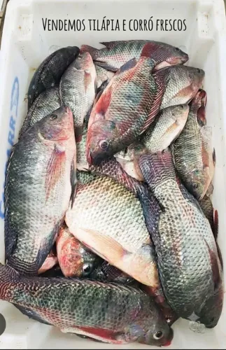 Vendemos Tilapia e Corro frescos.