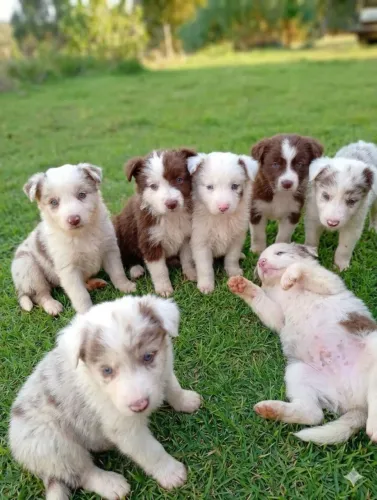 Lindos filhotes de bordercollie puros com pedigree sobraci!