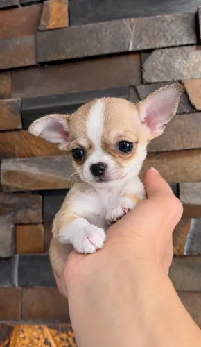 Macho chihuahua pelo curto a pronta entrega porte micro