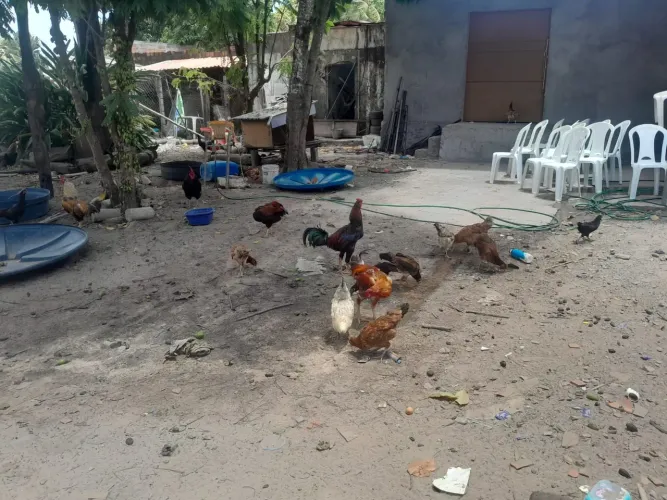 Galinha caipira