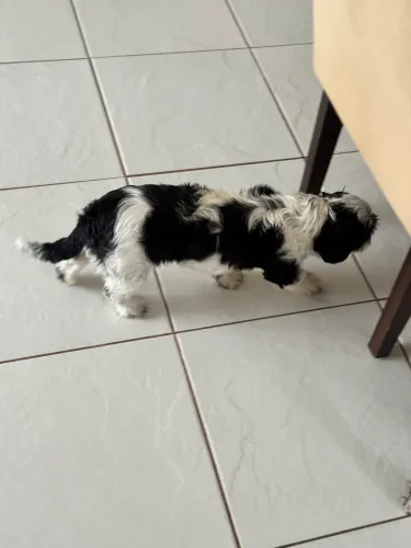 SHIH TZU