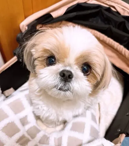 Filhote shih tzu, Patinhas pequenas, amor infinito!