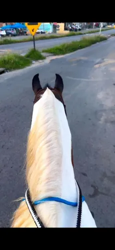Cavalo manga larga 