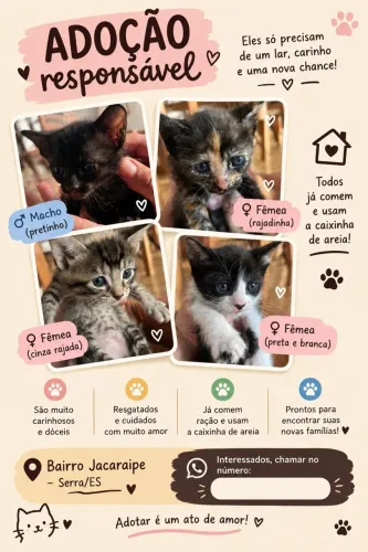 Adoção de gatos