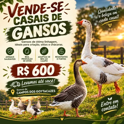 Vende se casal de gansos