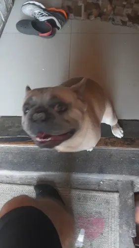 Cachorro