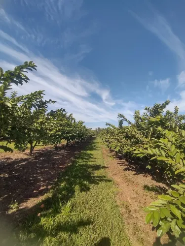 Vende-se Chácara com plantação de goiaba em Carlopolis PR