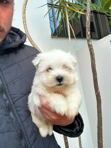 West Terrier 