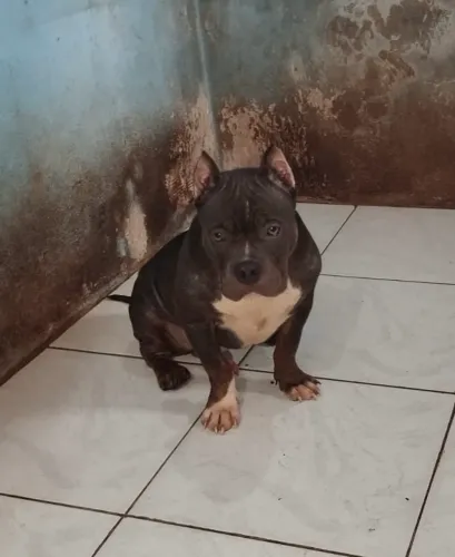 American Bully