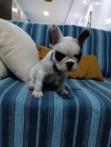 Cachorro 