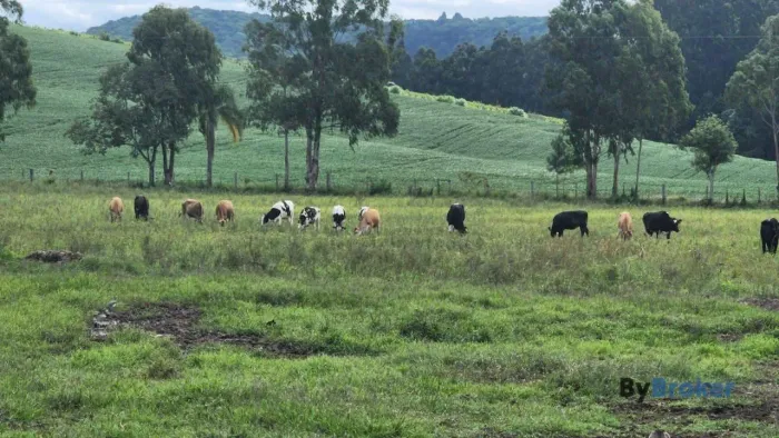 Fazenda para Venda em Ivaí