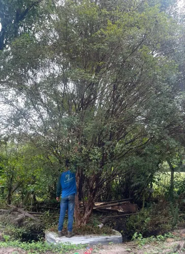 Jabuticaba Sabará é ibrida
