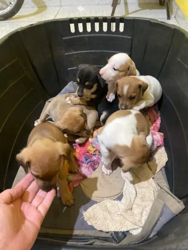 Doa-se lindos filhotes de cachorro de porte pequeno