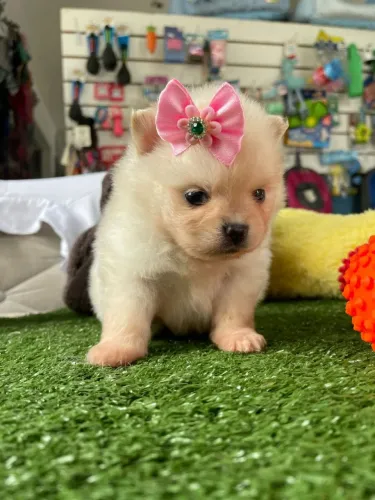 Spitz alemão fêminha disponível