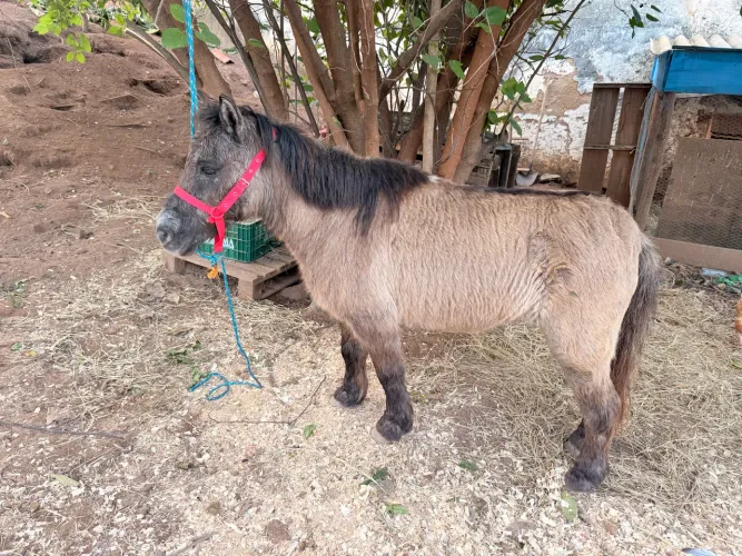 Mini pônei fêmea 