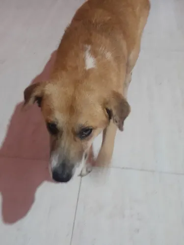 Doa se cachorro porte grande macho