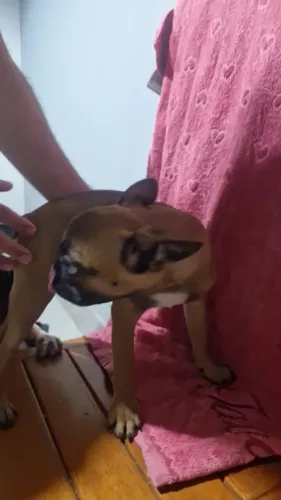 Vende-se Bulldog