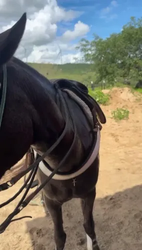 Cavalo