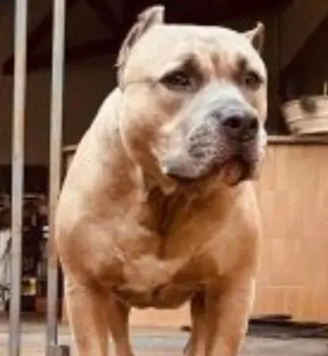 Cachorro PitBull adulto - para doação