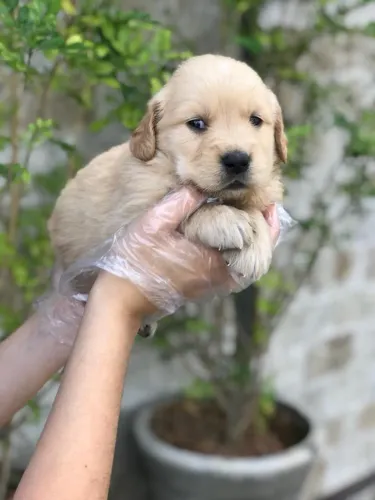 Golden retriever com Linhagem Nobre - Procedência e Confiança Garantida