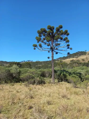 57,8 hectares de matas e campos na Serra Catarinense
