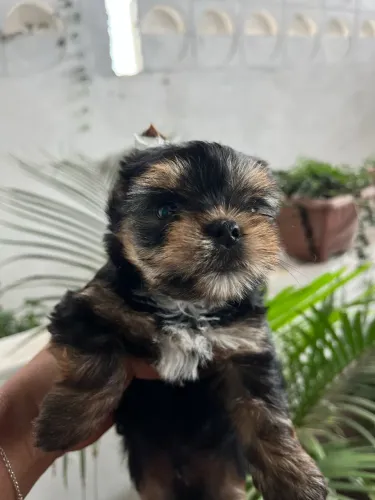 Cachorro 