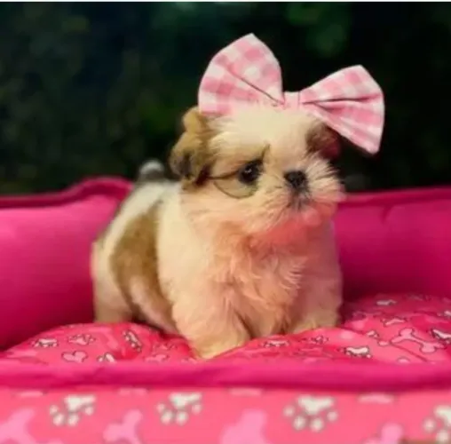 Fêmea de Shih-tzu com pedigree 