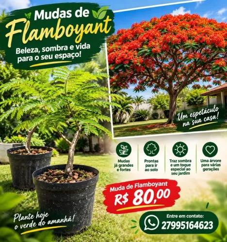 Mudas de flamboyant já grandes prontas para ir pro solo